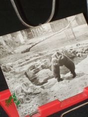 Torgau, im B�renfreigehege von Schlo� Hartenfels, 1974