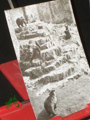 Torgau, im B�renfreigehege von Schlo� Hartenfels, 1974