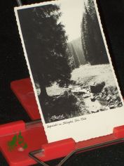 Gegenlicht im Schlagetal Th�ringer Wald